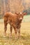 Mountain cattle calf on pasture