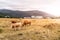 Mountain cattle in grazing on pasture. Krkonose, Czech Republic