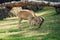 Mountain chamois eating grass from the meadow.