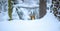 Mountain chamois in the snowy forest of the Luzickych Mountains