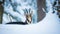 Mountain chamois in the snowy forest of the Luzickych Mountains