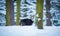 Mountain chamois in the snowy forest of the Luzickych Mountains