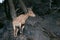 Mountain chamois in the zoo in Prague