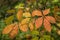 Mountain Chestnut Oak Leaves