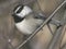 Mountain Chickadee