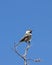 Mountain Chickadee Against Blue Sky