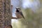 Mountain Chickadee on Backyard Feeder