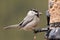 Mountain chickadee at bird feeder