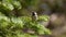 Mountain chickadee catching caterpillars
