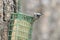 Mountain chickadee looking away