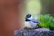 Mountain Chickadee perched on branch against soft background