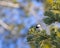 Mountain Chickadee In Pine