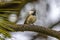 Mountain Chickadee on Pine Tree Branch