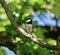 Mountain chickadee sitting on a branch