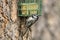 Mountain chickadee at suet cage