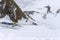 Mountain climber rappelling off a mountain in Peru in bad weather