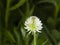 Mountain clover, Trifolium montanum, flower macro, selective focus, shallow DOF