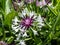 Mountain cornflower Centaurea montana \\\'Purple heart\\\' flowering with white, spidery flowerhead