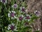 Mountain cornflower \\\'Purple heart\\\' flowering with white, spidery flowerhead with a violet-purple center in the