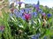 Mountain cornflower in spring in a German garden