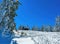 Mountain cottage in pine woodland covered in snow in winter at Zlatibor