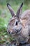 Mountain Cottontail Rabbit in Alberta, Canada