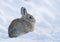 Mountain cottontail rabbit on deep snow looking cold in the winter time