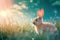 A Mountain Cottontail rabbit with long ears sits in the grass at sunset