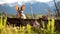 Mountain Cottontail Rabbit peeking out from a log