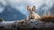 Mountain Cottontail Rabbit peeking out from a log