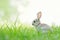 Mountain Cottontail rabbit sitting in grass on a white background