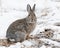 Mountain Cottontail on Snow