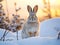 Mountain Cottontail on Snow