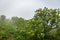 Mountain coverd with cloud layers and green forests