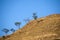 Mountain covered with dry grass, deforestation in Guatemala, colorful sunset. Central America.