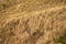 Mountain covered with dry grass, deforestation in Guatemala, colorful sunset. Central America.