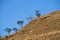 Mountain covered with dry grass, deforestation in Guatemala, colorful sunset. Central America.