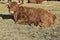 Mountain Cow in Carinthia, South Austria, Europe