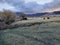 Mountain cowboy country cow herd