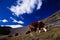 Mountain cows pasture