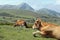 Mountain cows pasture