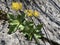 Mountain cowslip Primula auricula, Auricula, Bear`s ear, Die Aurikel oder Alpenaurikel or Planinski jaglac
