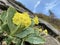 Mountain cowslip Primula auricula, Auricula, Bear`s ear, Die Aurikel oder Alpenaurikel, Planinski jaglac or Alpski jaglac