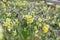Mountain cowslip - spring flowers in the German Alps