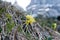 Mountain cowslip - spring flowers in the German Alps