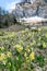 Mountain cowslip - spring flowers in the German Alps