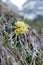 Mountain cowslip - spring flowers in the German Alps