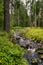 Mountain creek in the green forest with boulders and surrounded by huge trees