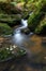 Mountain creek meandering through mossy rocks and ferns