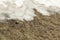 Mountain crocus Crocus heuffelianus, Crocus vernus on dried grass, with snow -  view from Bucegi, Carpathian mountains